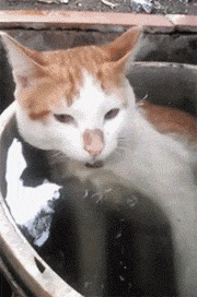 搞笑gif：不用证明就知道是你的车